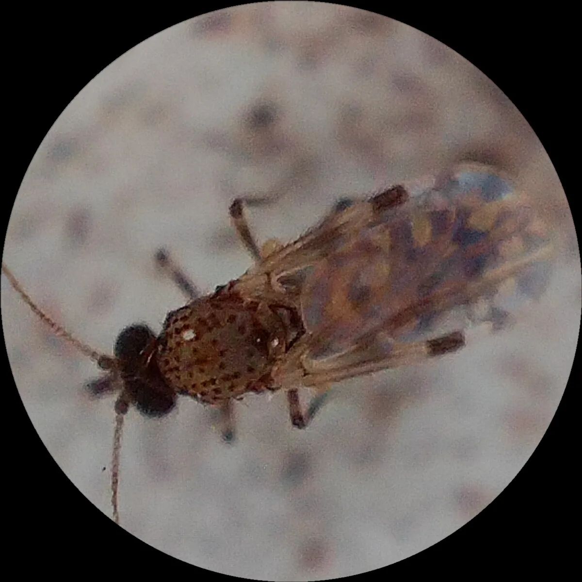 Biting midge with spotted wings seen under a microscope