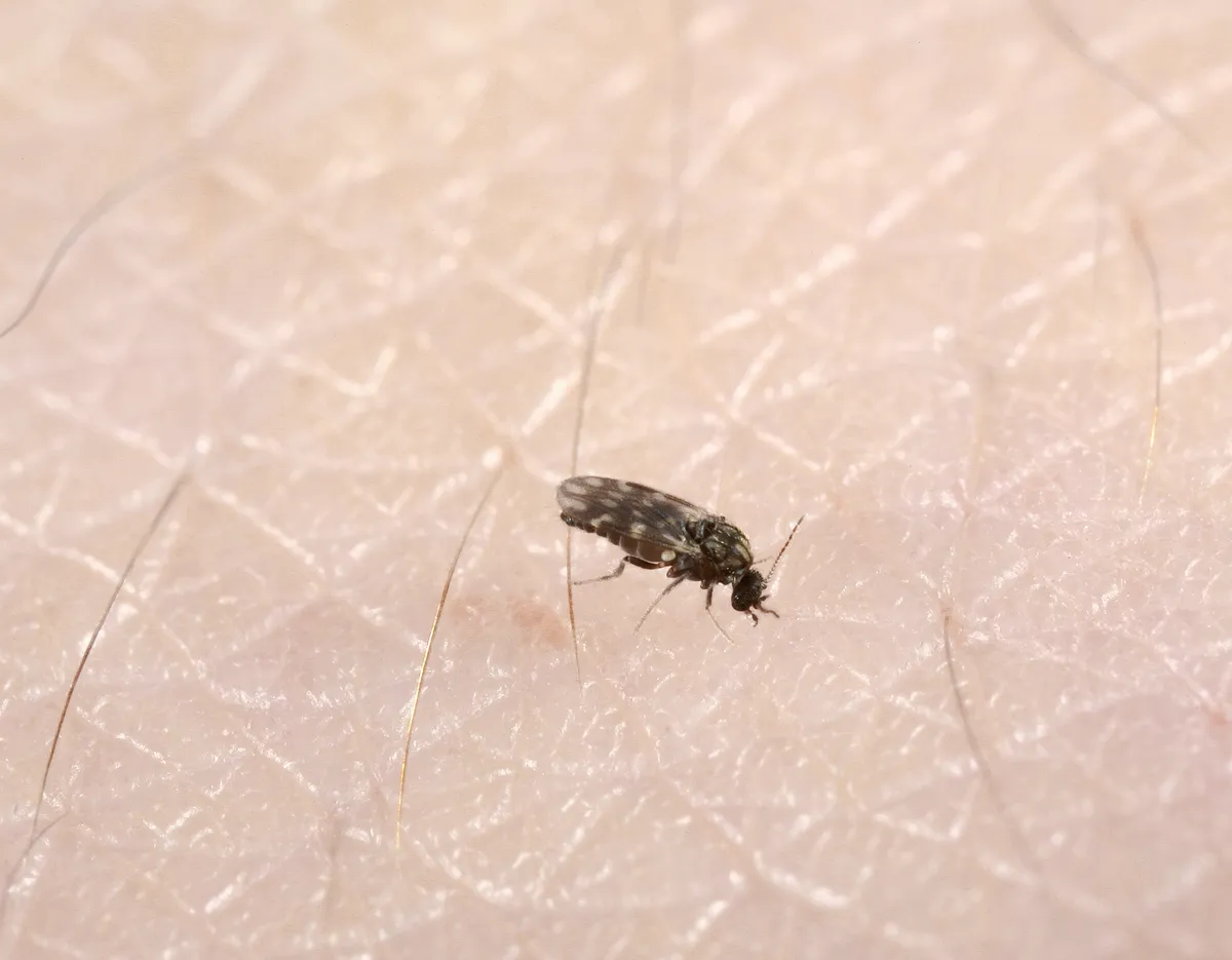 Tiny dark biting midge with gray-spotted wings sitting among the fine hairs on a person's skin