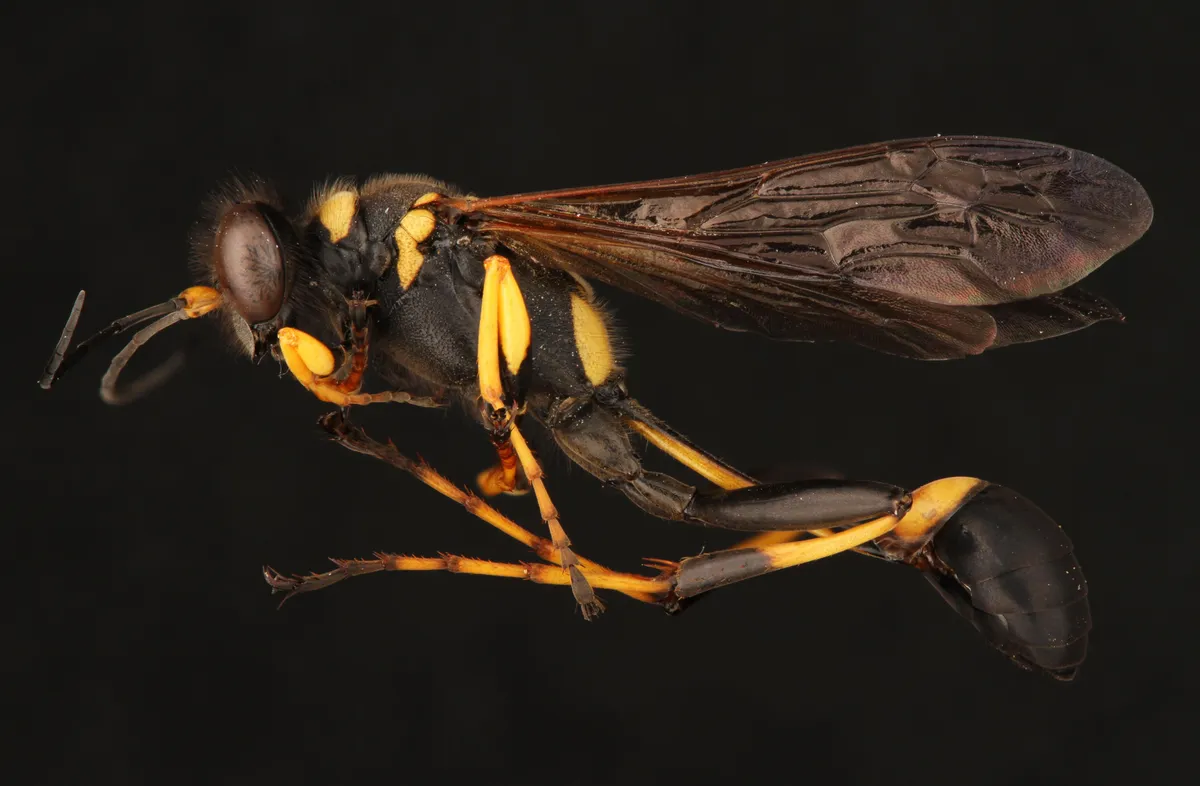 Side view of a black-and-yellow mud dauber specimen with a long, thin black waist and yellow legs