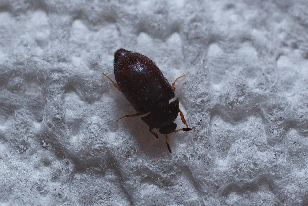 Shiny dark brown black carpet beetle on a white paper towel