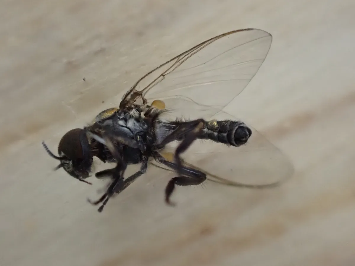Dark humpbacked black fly with clear wings on a pale surface