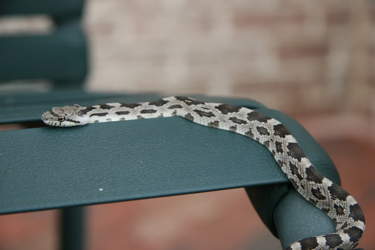 Young rat snake stretched along green metal patio furniture, pale gray with dark blotches along its back and a dark stripe behind the eye, a brick wall blurred behind it