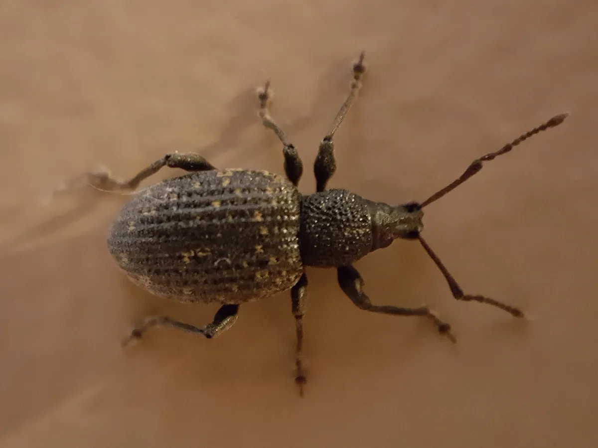 Black vine weevil seen from above on a pinkish-beige wall indoors: a dark, pear-shaped body with ridged, pitted wing covers flecked with yellowish hairs, a short snout and long antennae