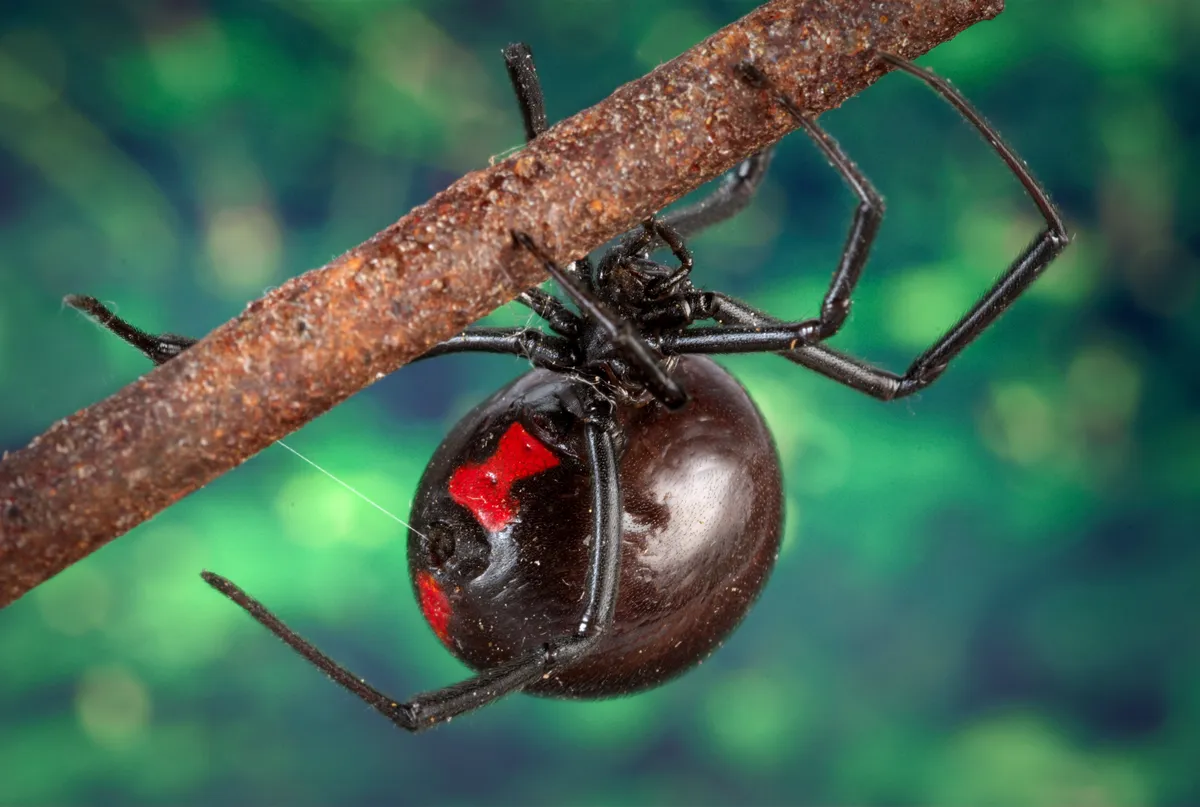 Glossy black female black widow hanging beneath a brown branch, with a red hourglass marking on her round abdomen