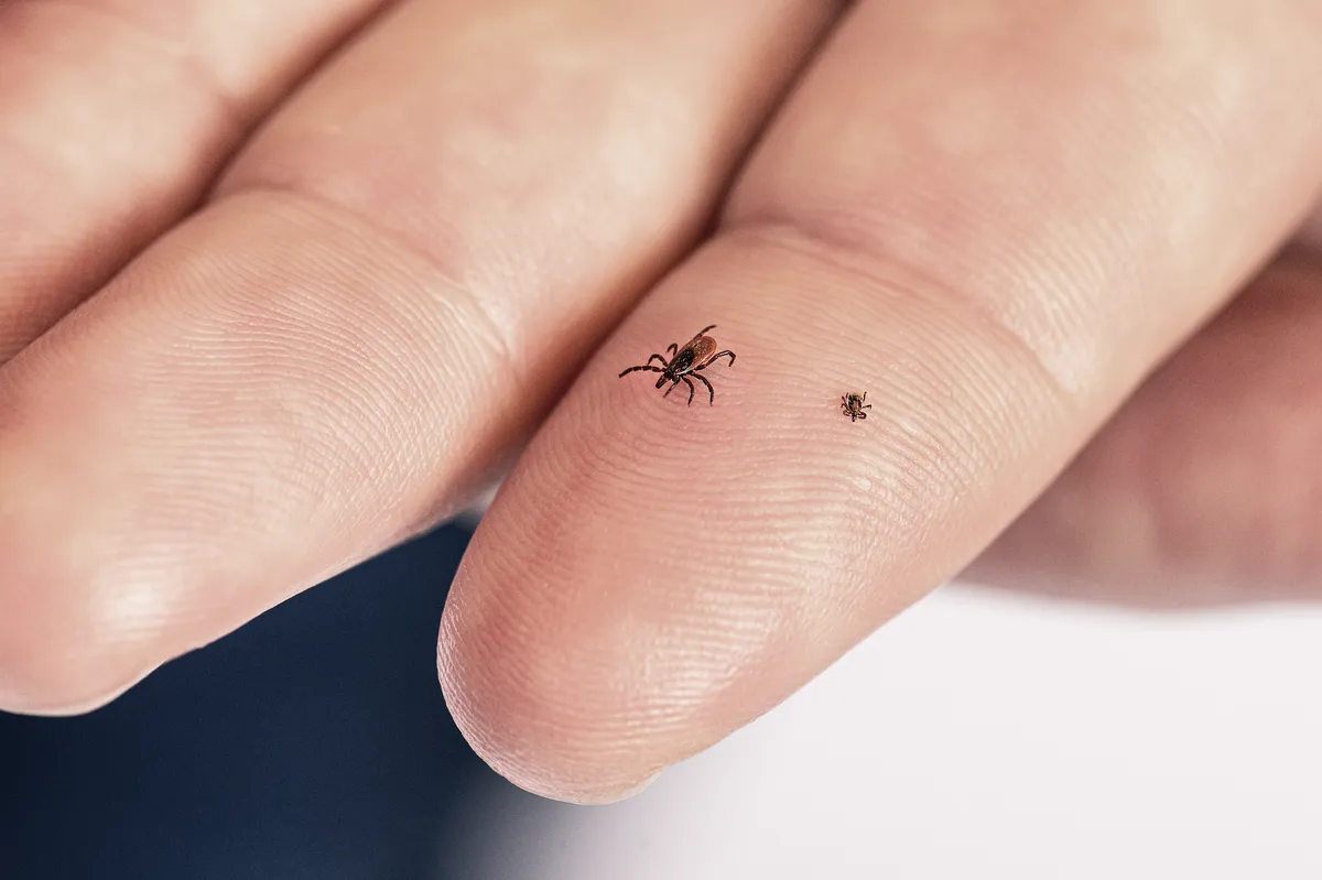 An adult female blacklegged tick and a far smaller nymph on the pad of a person's index finger, showing how tiny the nymph stage is