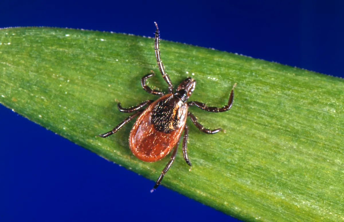 Adult female blacklegged tick seen from above on a green grass blade, with a reddish-orange body behind a small dark shield and long dark legs
