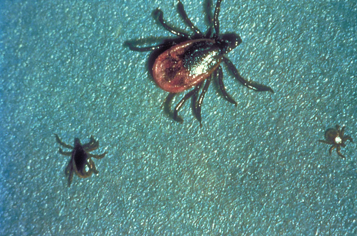 Three blacklegged ticks on a blue-green surface: a large adult with a reddish body and dark shield, and two much smaller immature ticks