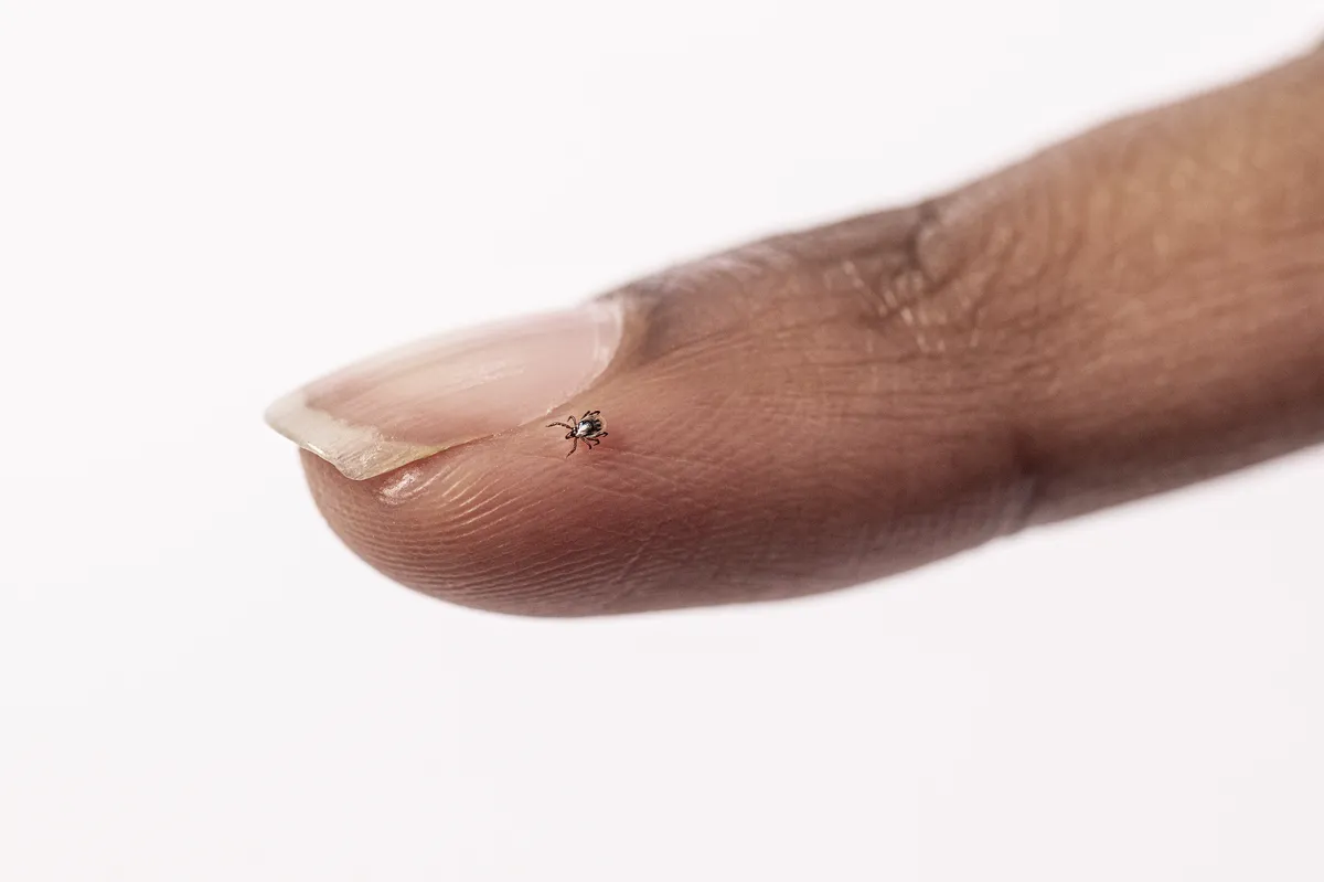 Tiny blacklegged tick nymph crawling on a fingertip next to the fingernail, showing how small the nymph stage is