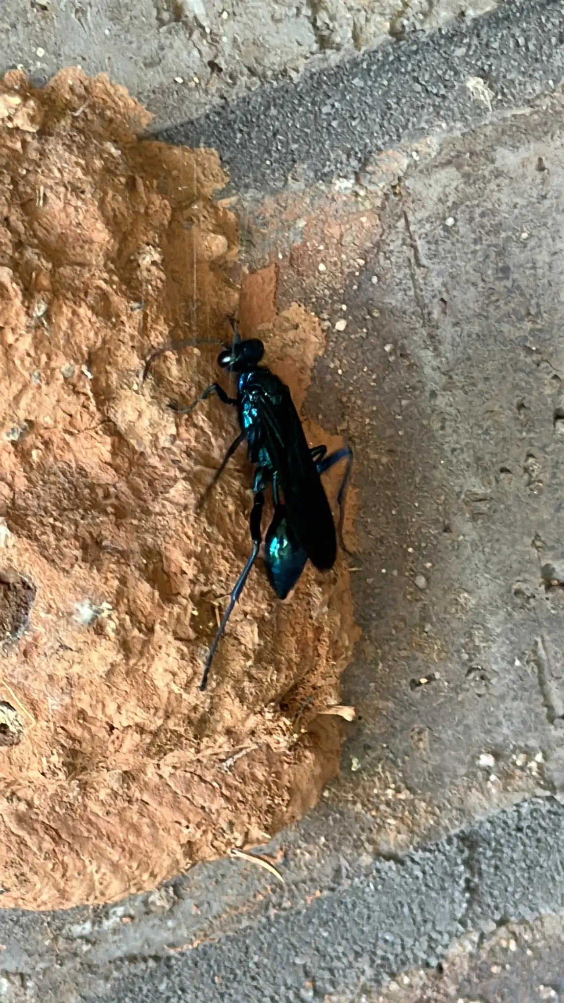 Slender, shiny metallic blue-black wasp with long dark legs standing on a lumpy orange-brown mud nest stuck to a gray surface