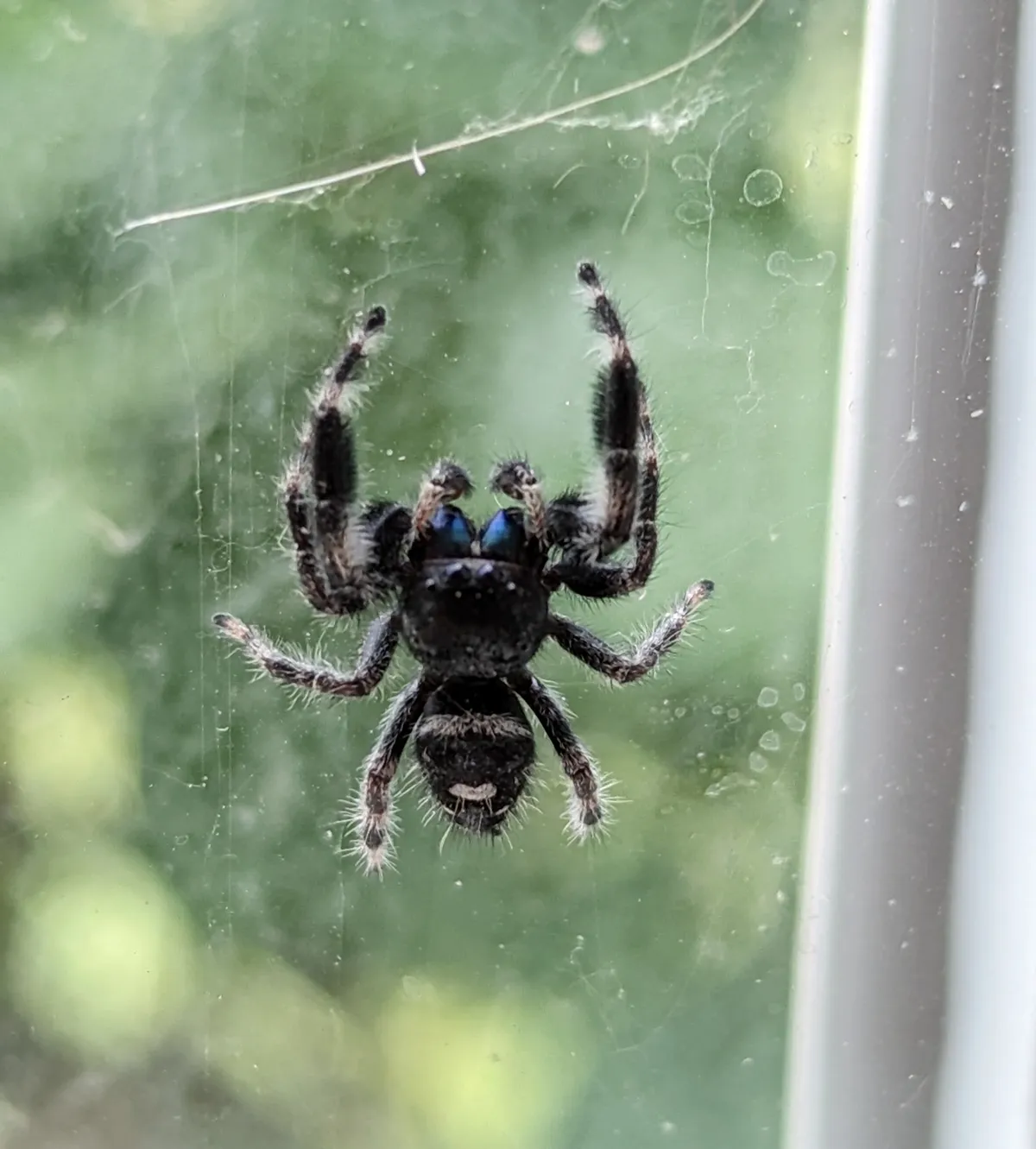 Black bold jumping spider with white spots on the glass of a kitchen window