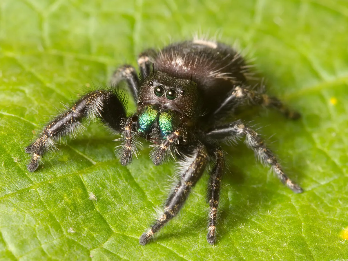 Fuzzy black bold jumping spider on a green leaf, facing the camera, with two large round front eyes and shiny iridescent green mouthparts