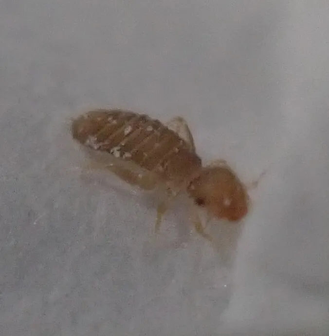 Close view of a tan booklouse with a segmented abdomen and a rounded head on a pale gray surface