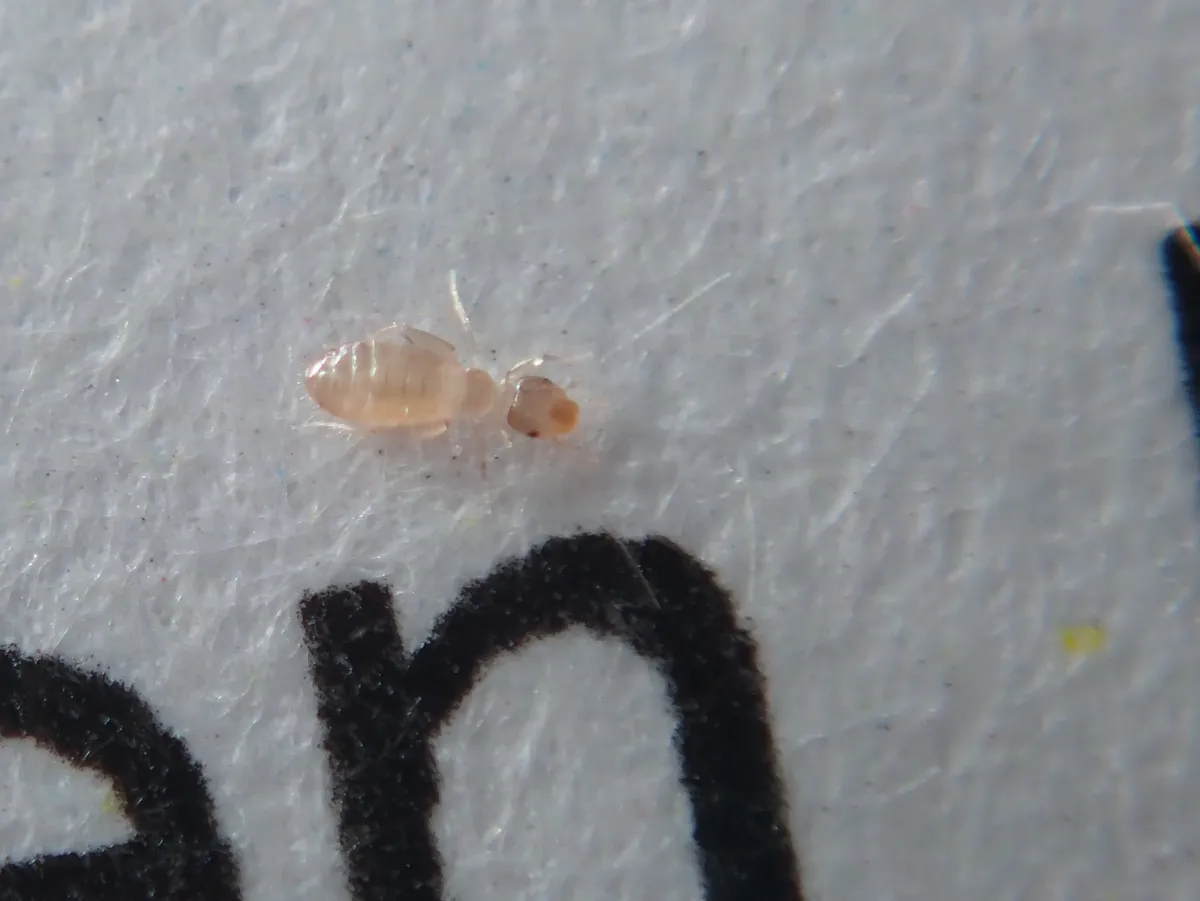 A pale, nearly see-through booklouse on white paper beside a printed black letter that is taller than the insect is long