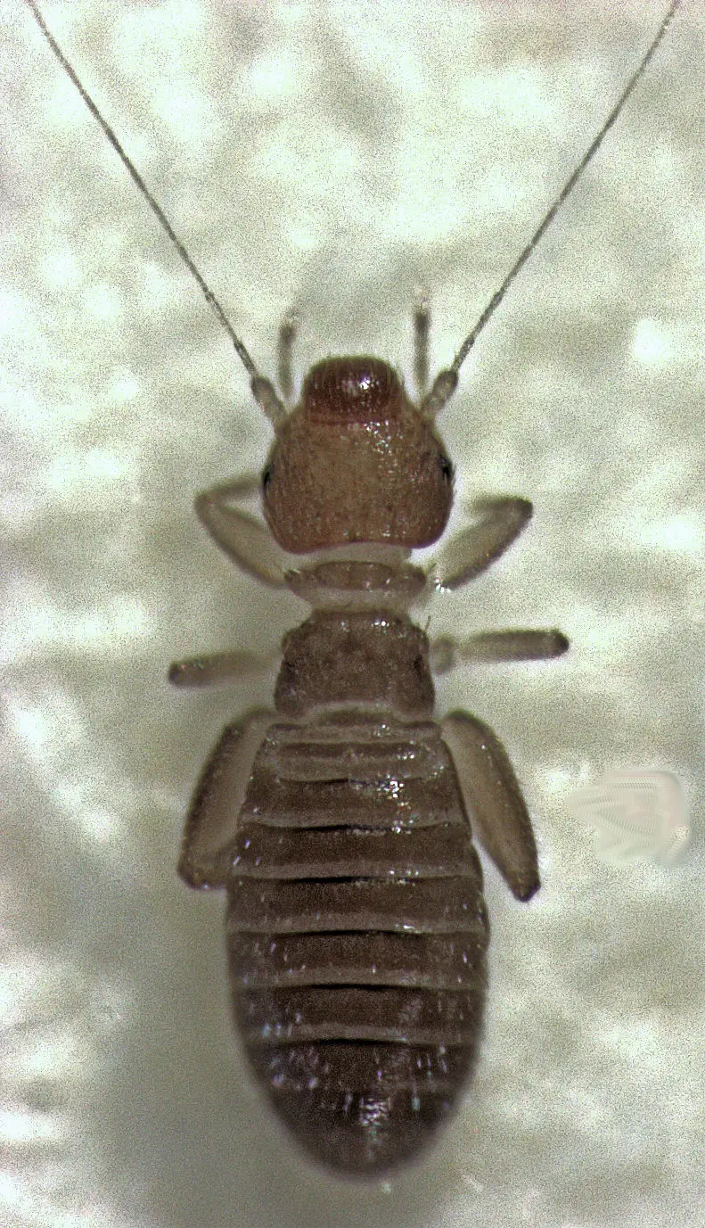 Microscope view from above of an adult booklouse: a soft, pale brown, wingless body with a large rounded head and two long, thread-like antennae