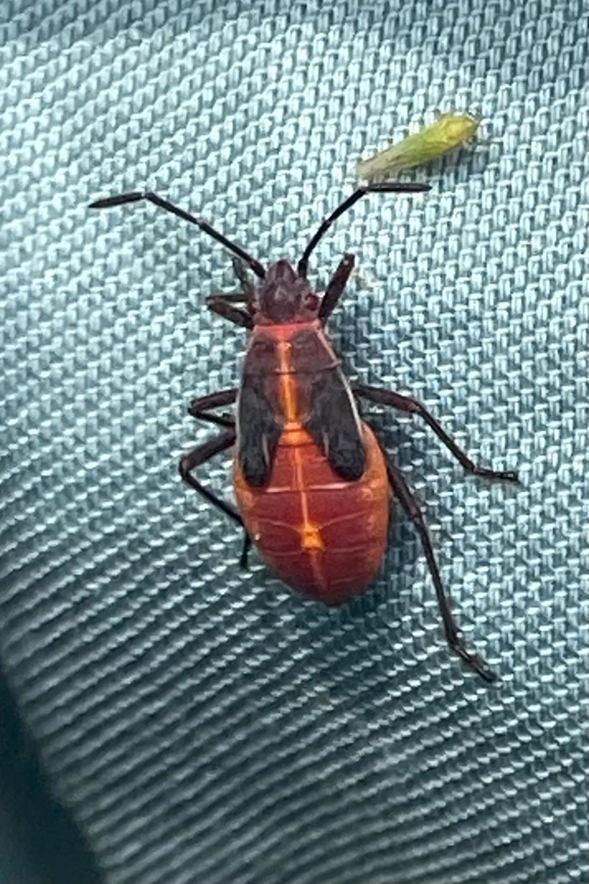 Bright red boxelder bug nymph with black legs, long black antennae and dark wing pads, seen from above on blue-gray woven fabric