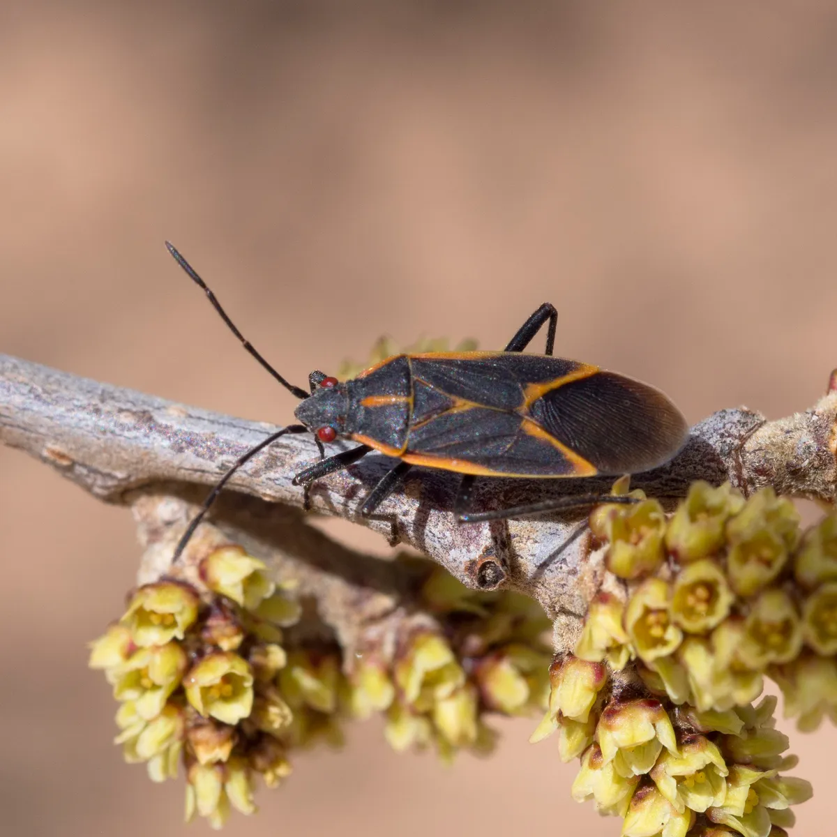 Eastern boxelder bug on a twig with small yellow flowers, a long black bug with orange lines along the edges of its body and wings, red eyes and long black antennae