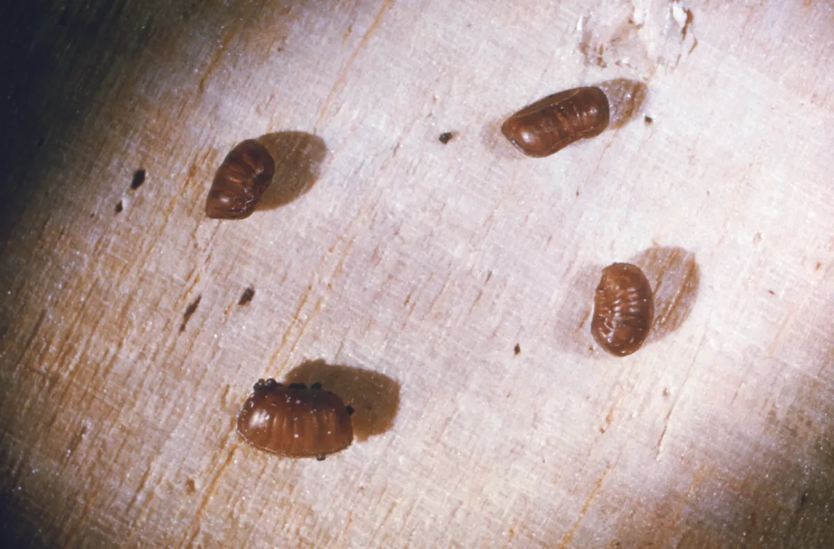 Four small, reddish-brown, ridged cockroach egg capsules stuck to a pale wooden surface, seen close up, with a few dark specks nearby