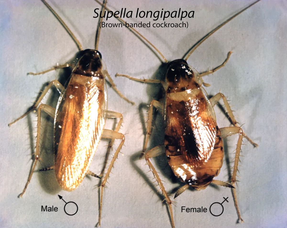 Male and female brown-banded cockroaches side by side from above on a pale background: a slim, golden-tan male whose wings cover his body and a broader, darker female with shorter wings