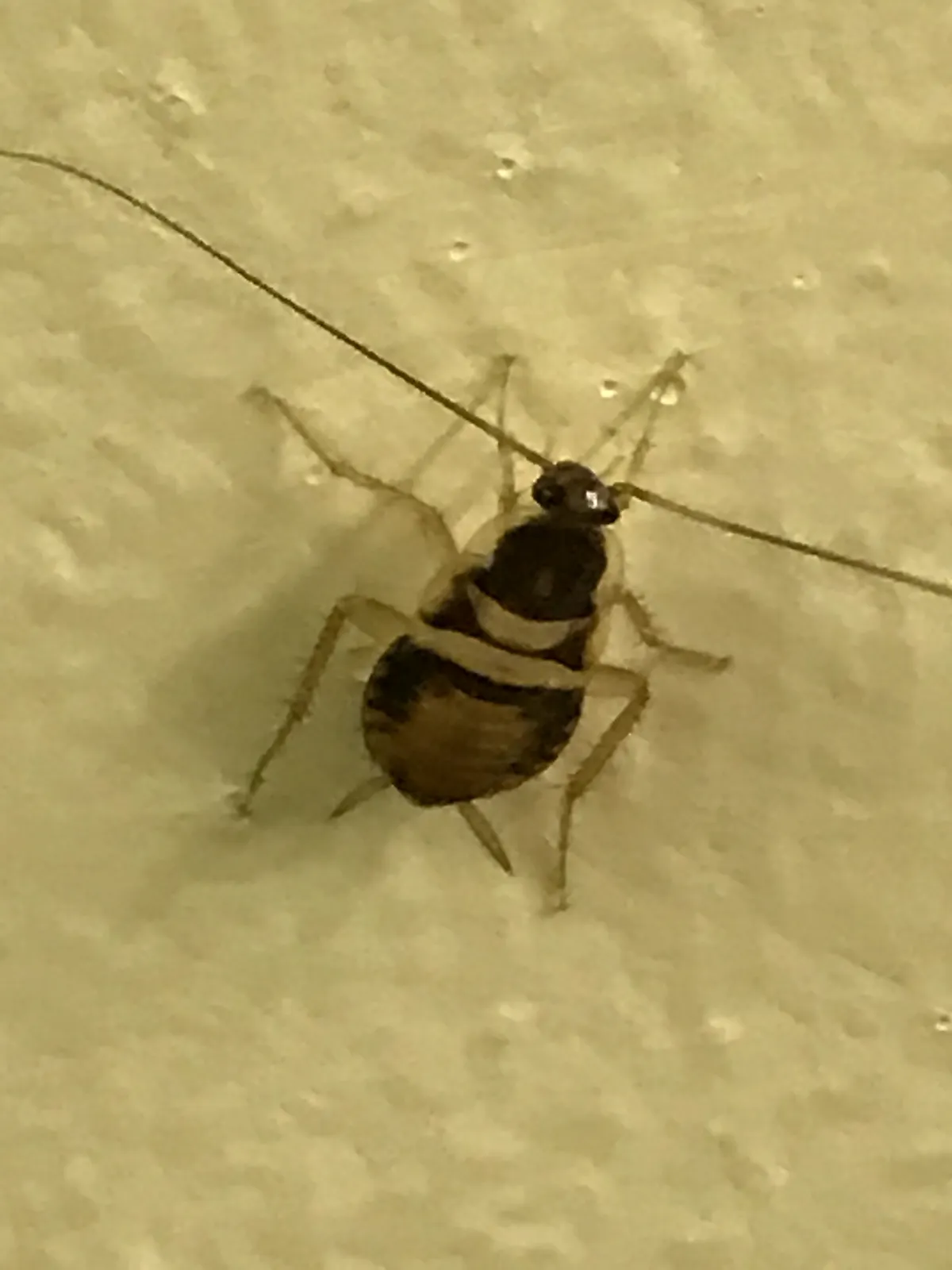 Young brown-banded cockroach on a textured wall, dark brown with one pale band just behind its head shield and another across the middle of its body, with long thin antennae