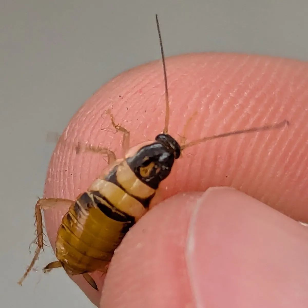 Young brown-banded cockroach held between two fingertips, with a dark head shield and pale yellowish bands across its body