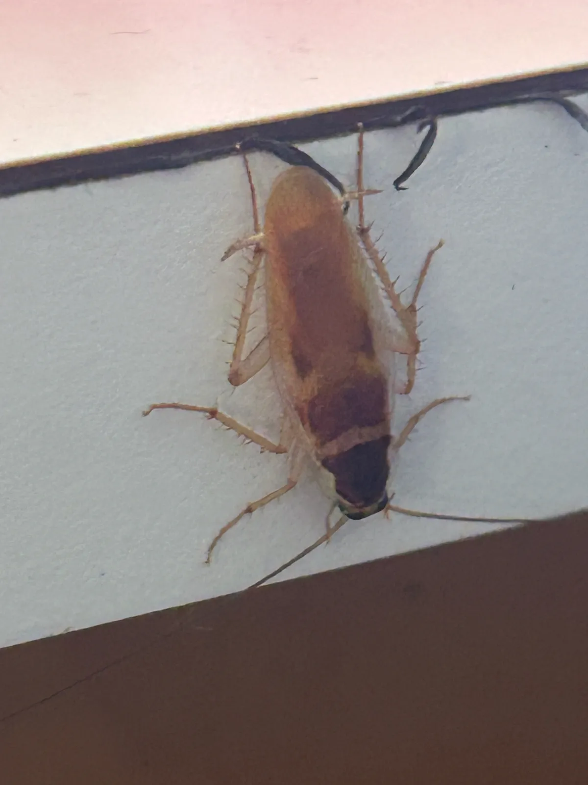 Tan brown-banded cockroach head down on a white painted wall just under a ledge, with spiny pale legs and a pale band across its wings behind the dark shield over its head
