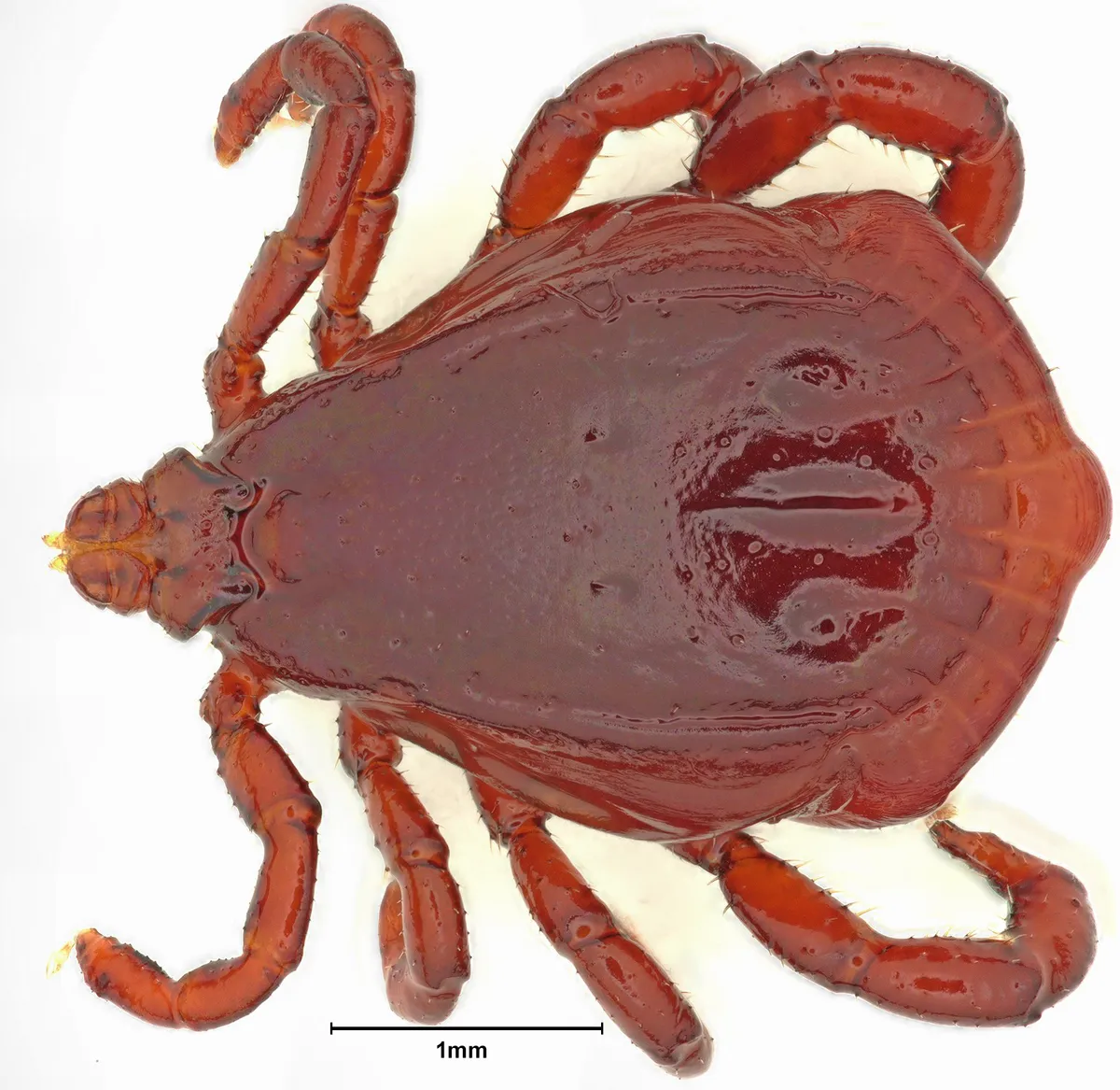 Adult male brown dog tick seen from above on a white background, plain reddish-brown with no markings, with a short scale bar below