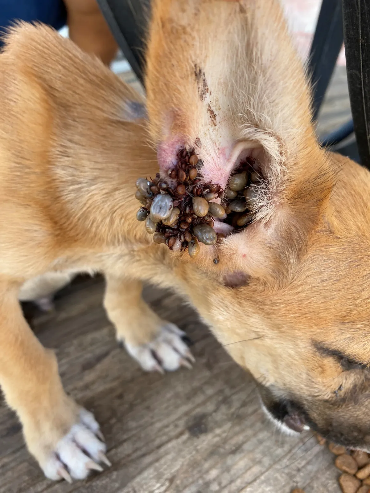 A cluster of brown dog ticks attached inside a dog's ear