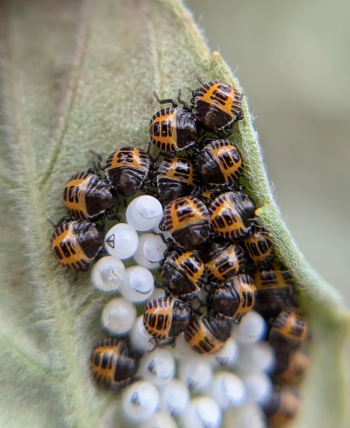 Young brown marmorated stink bug nymphs, orange with black markings, crowded on a cluster of pale, rounded eggs on a fuzzy green leaf