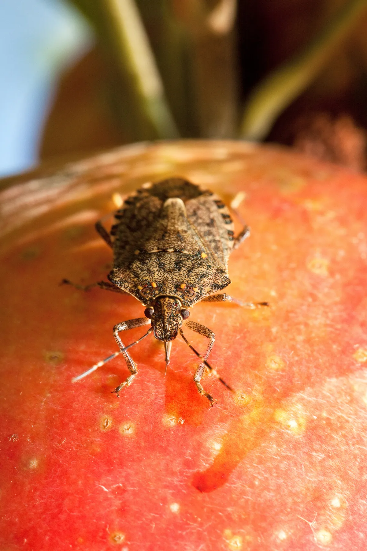 Brown marmorated stink bug seen head-on while feeding on a red apple, a mottled brown shield-shaped bug with banded antennae and speckled legs