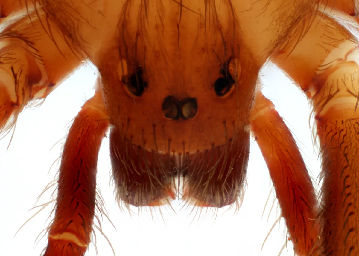 Extreme close-up of the front of a brown recluse's head, with six small eyes in three widely spaced pairs, one pair in the middle and one on each side, above hairy reddish-brown jaws