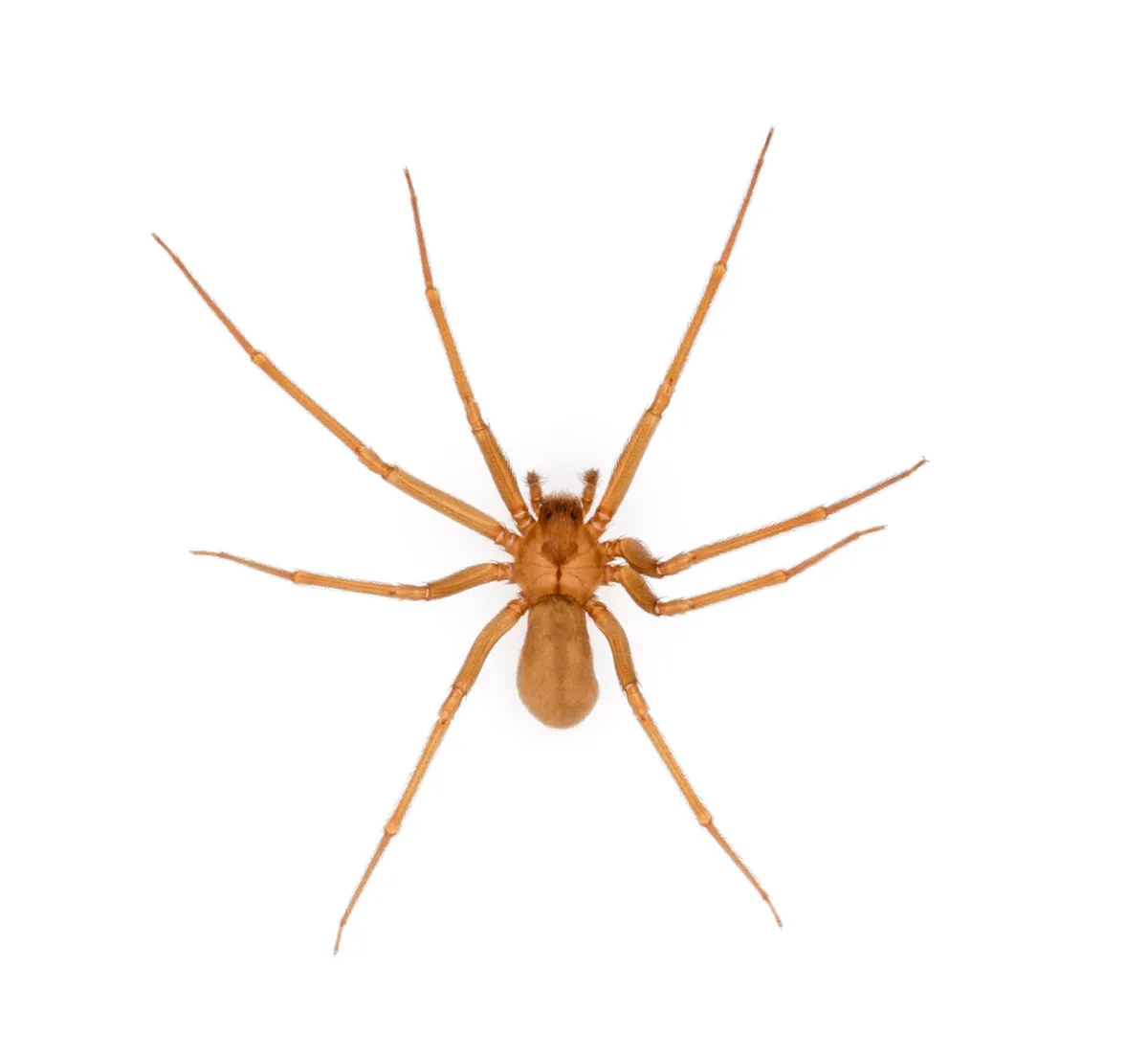 Living female brown recluse seen from above on a white background: a pale orange-brown spider with long, thin legs of one color, a plain oval abdomen and a faint dark mark behind the eyes