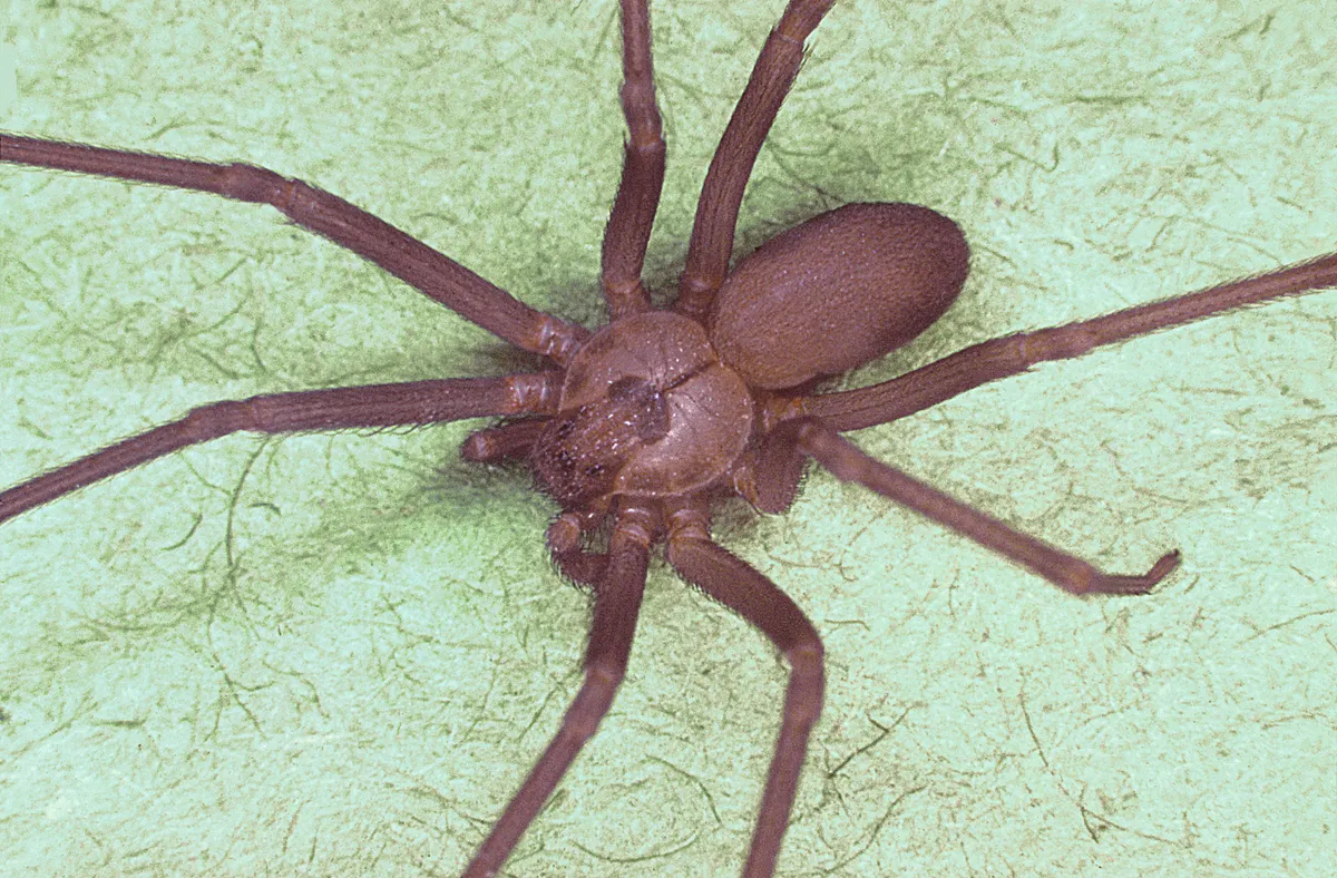 Brown recluse seen from above on green paper, with a dark violin-shaped mark on the front body section and plain brown legs