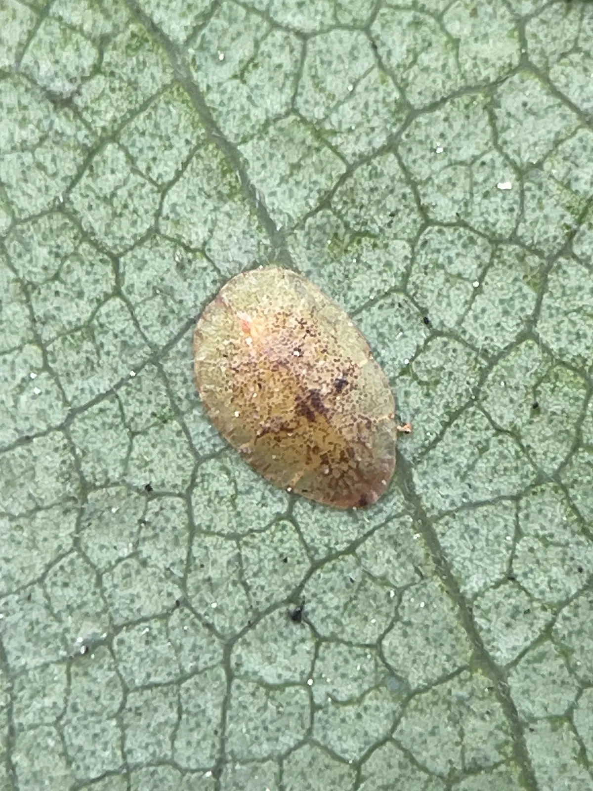 A single flat, oval, tan-brown soft scale insect stuck to a green leaf with a fine network of veins