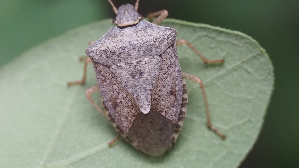 Native brown stink bug seen from above on a green leaf, a gray-brown, finely speckled, shield-shaped bug