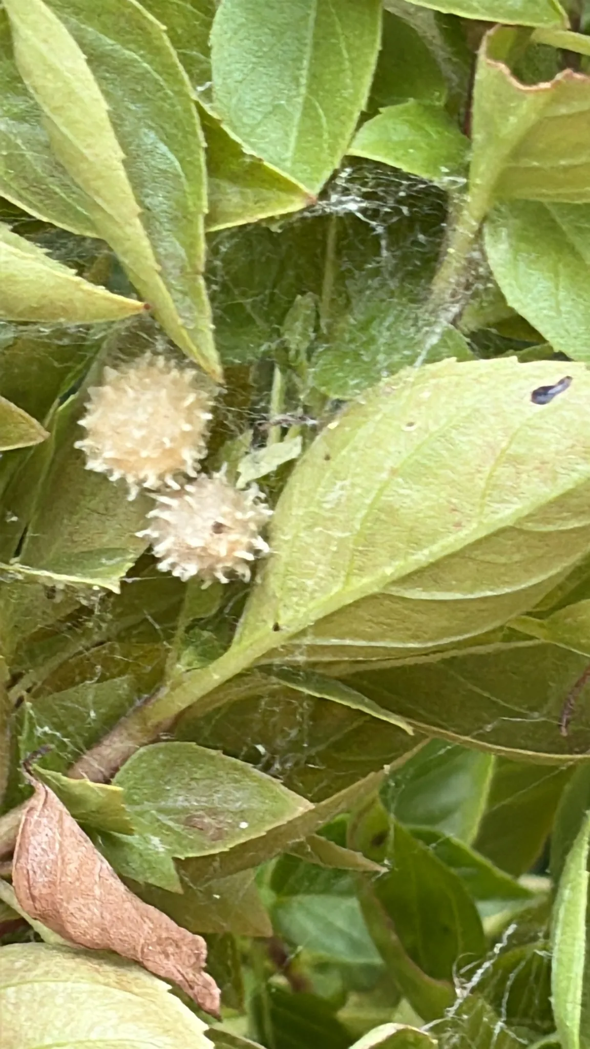 Two pale cream, spiky brown widow egg sacs held in a cobweb among green leaves