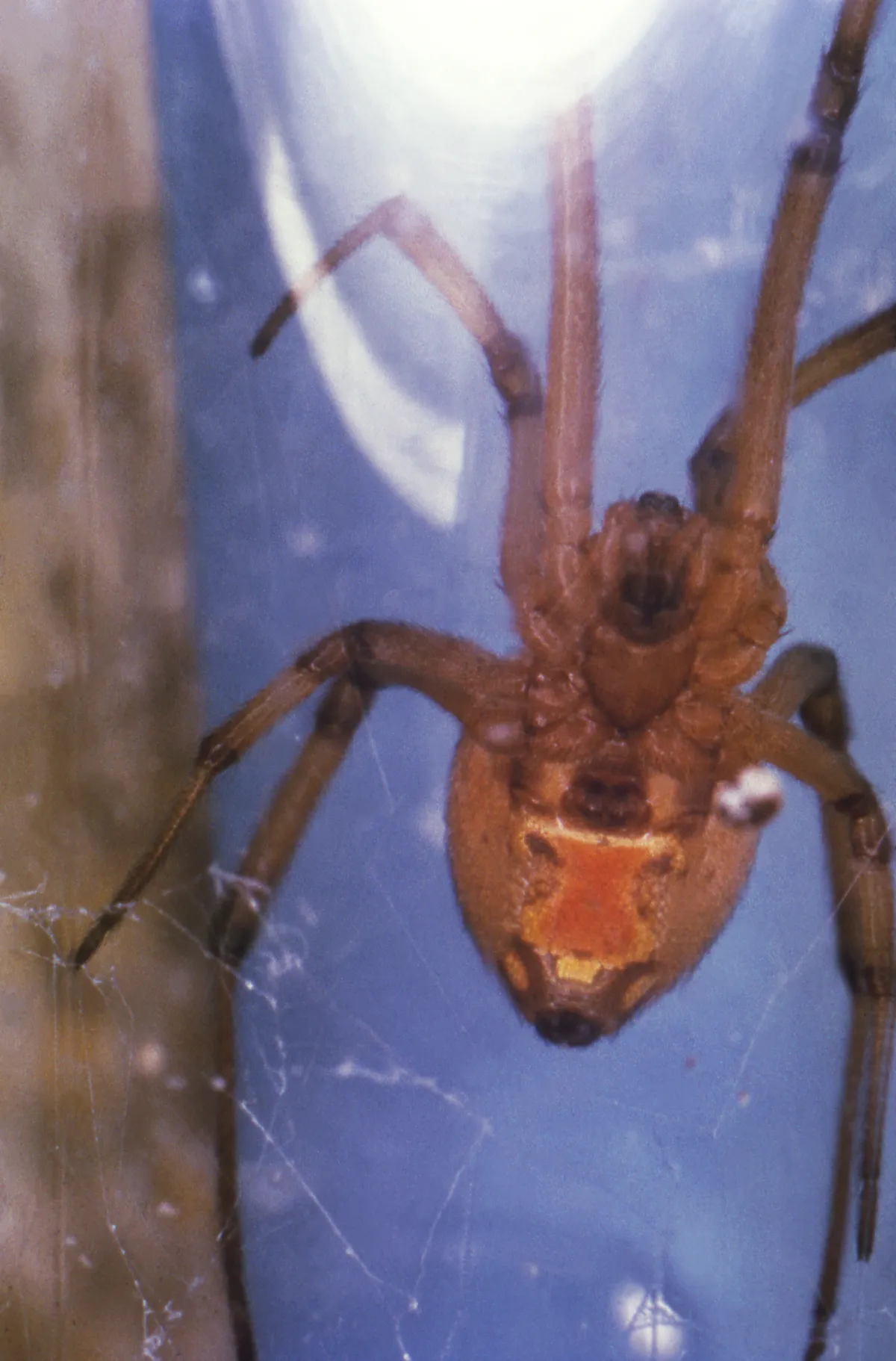 Underside of a tan female brown widow hanging in her web, showing an orange hourglass on her abdomen