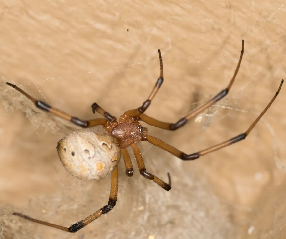 Brown widow seen from above in its web, a spider with a pale, spotted abdomen and tan legs banded with black