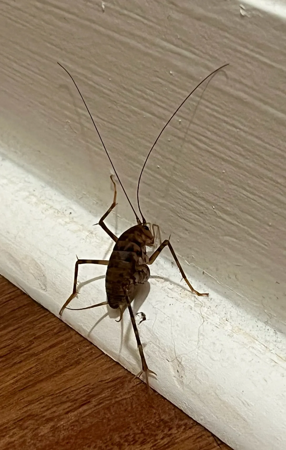 Mottled brown camel cricket with banded legs and two very long antennae climbing a white-painted baseboard above a wood floor