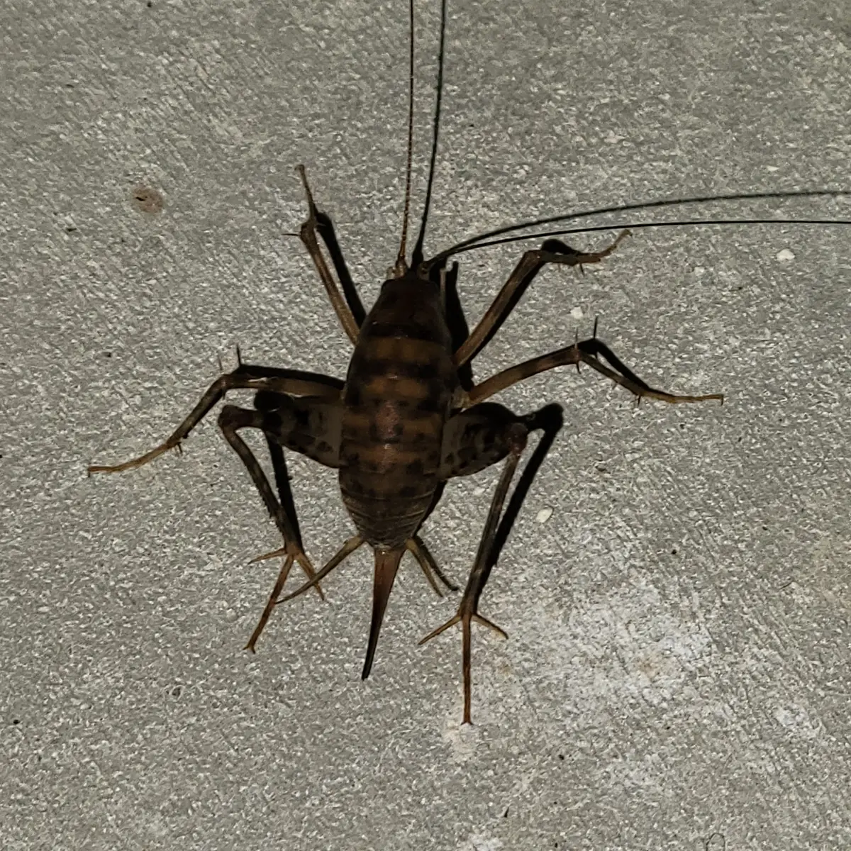 Mottled brown and black camel cricket seen from above on a gray concrete floor, with spiny, banded legs spread wide and long antennae