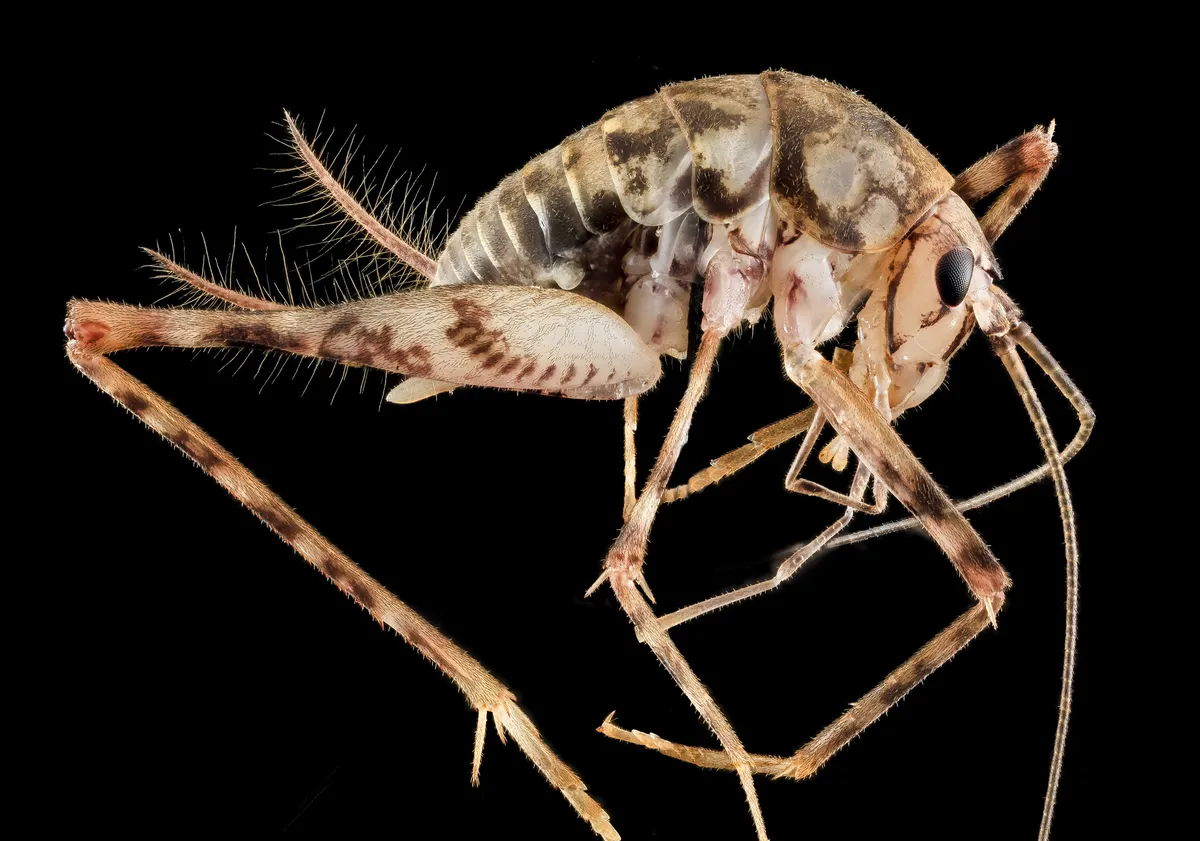Side view of a pale, brown-mottled camel cricket on a black background, showing its arched back, the head tucked down, banded hind legs and long antennae