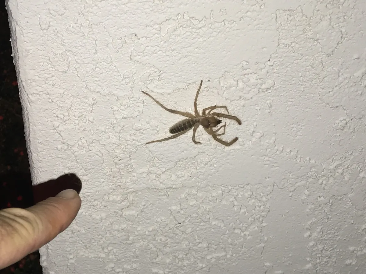 Pale tan camel spider with a dark-banded abdomen on a textured white house wall, a fingertip pointing at it for scale