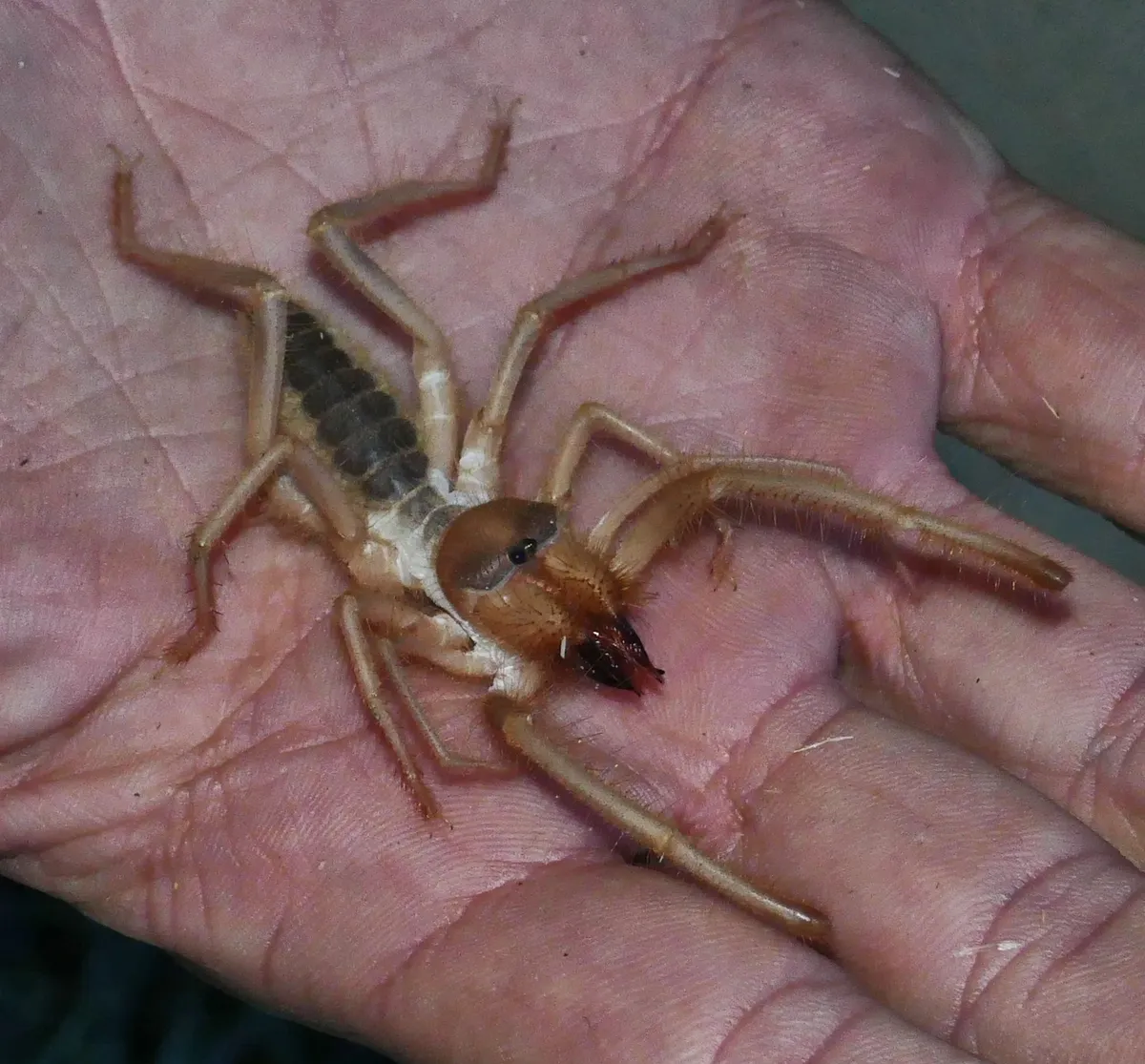 Large tan camel spider with big jaws resting on an open palm