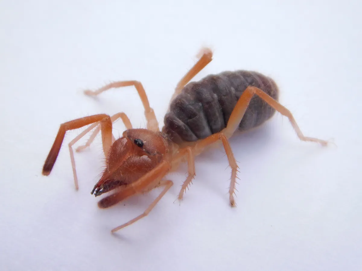 Camel spider on a white background: an orange-tan head with huge jaws pointing forward, long leg-like palps, pale spiny legs and a plump, segmented gray-brown abdomen
