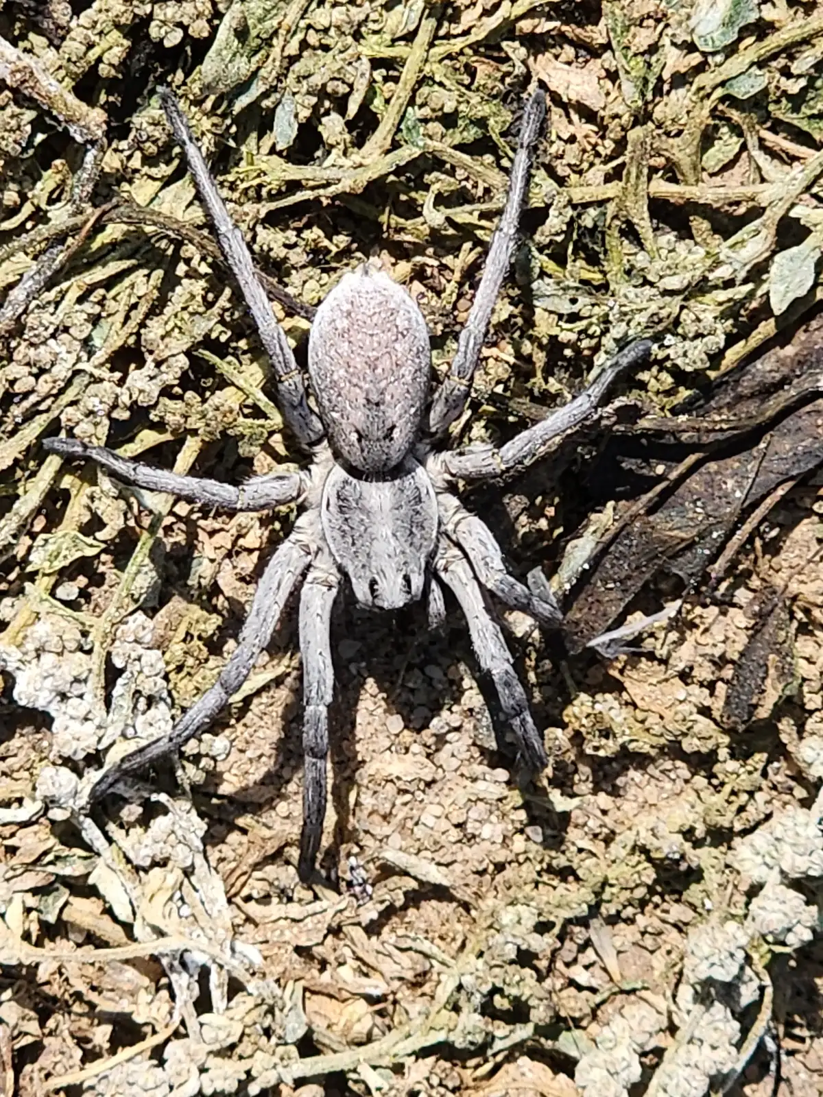 Large pale gray wolf spider seen from above on dry ground and plant debris, with a mottled abdomen and long gray legs that darken toward the tips