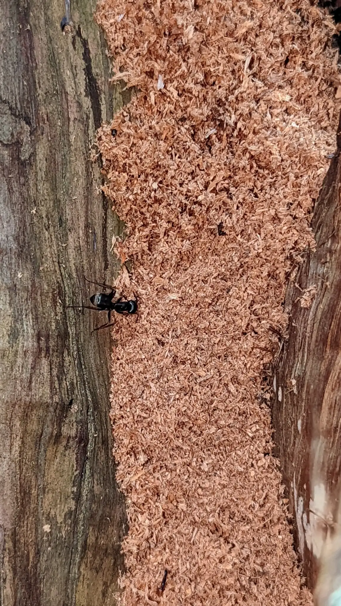 Black carpenter ant on tree bark beside a long strip of coarse, light brown wood shavings