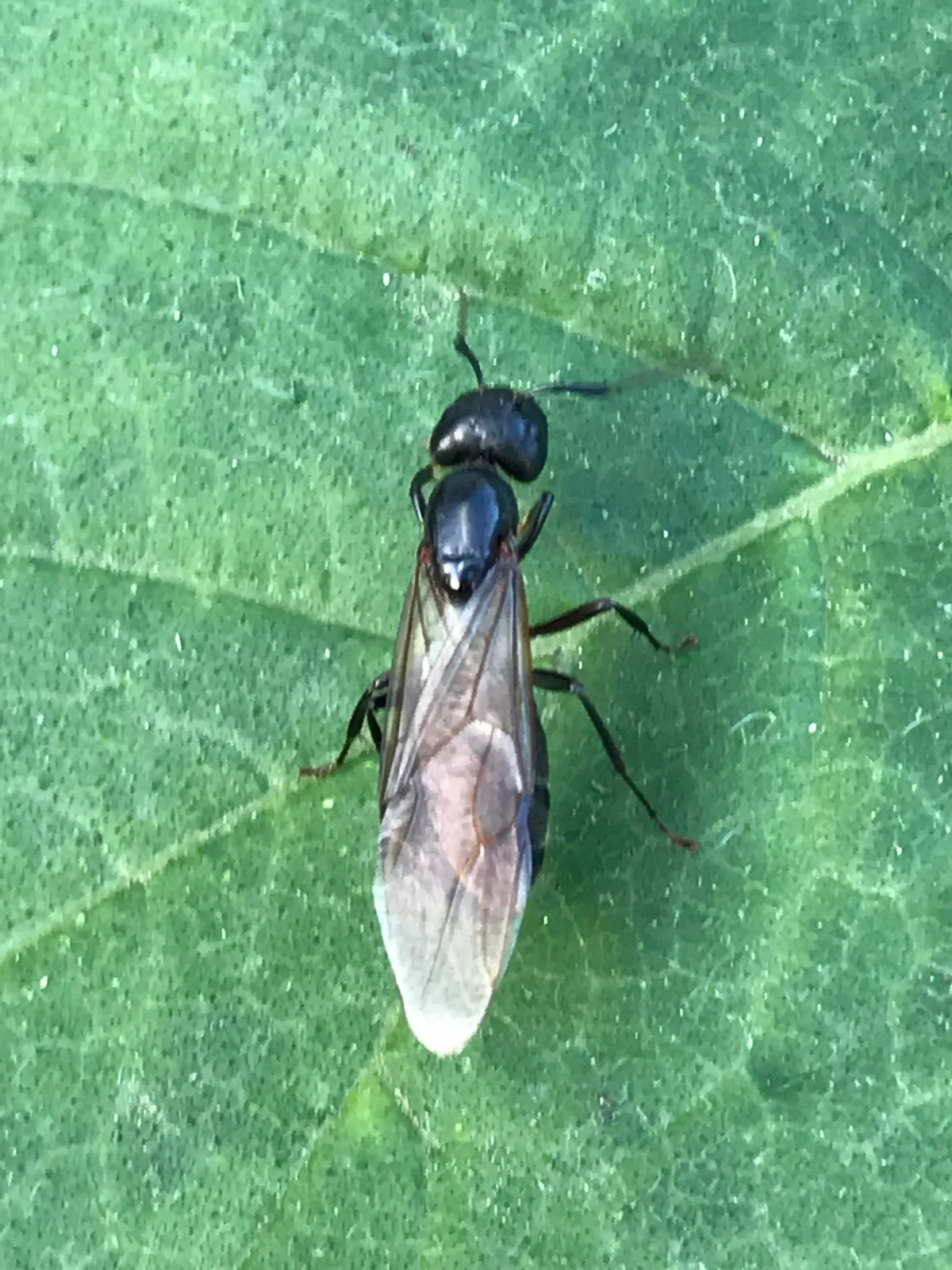 Winged black carpenter ant queen seen from above on a green leaf
