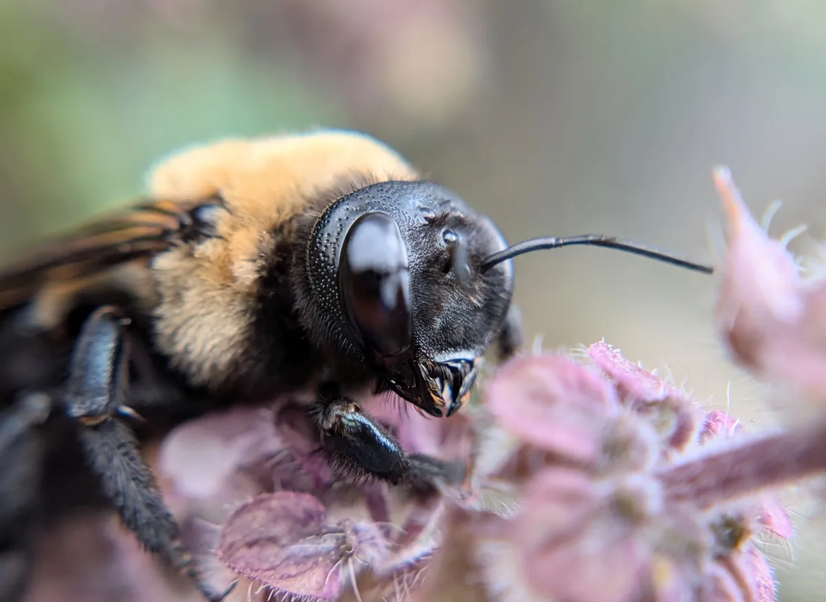 Female eastern carpenter bee with a black face and fuzzy yellow thorax on pink flowers