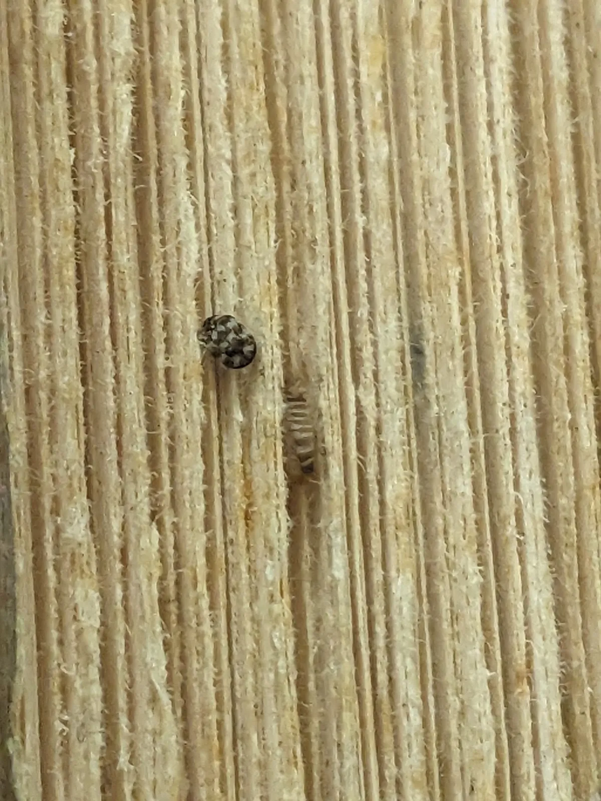 A small, round carpet beetle mottled black, white and tan beside a banded, bristly shed larval skin on the fibrous edge of a book's pages