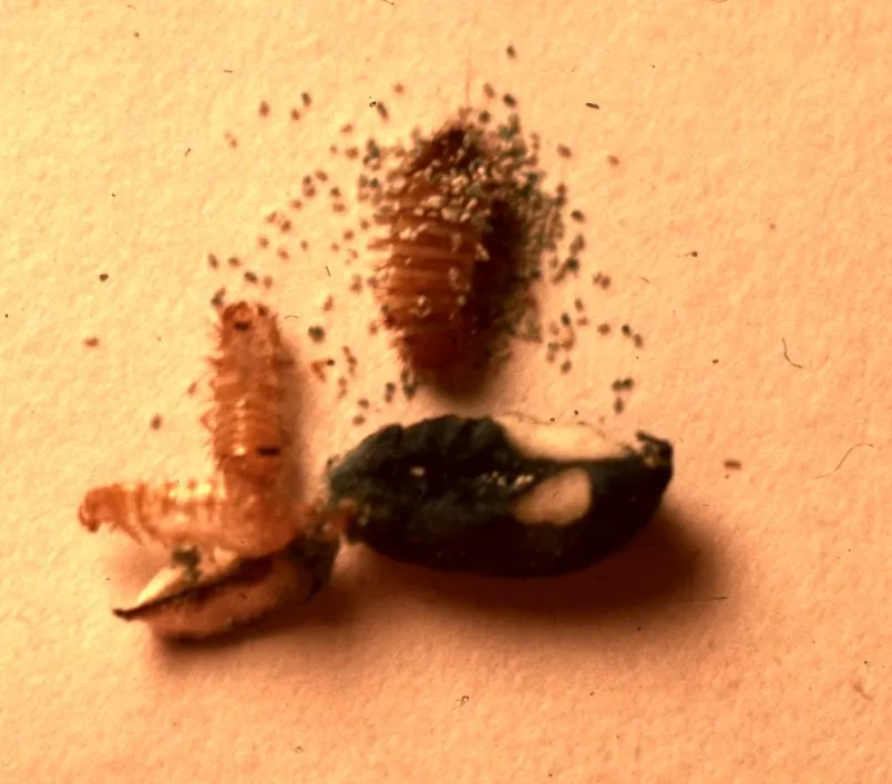 A banded varied carpet beetle larva ringed by dark specks of droppings, a translucent shed skin at lower left and a dark grain of rodent bait with pale chewed patches