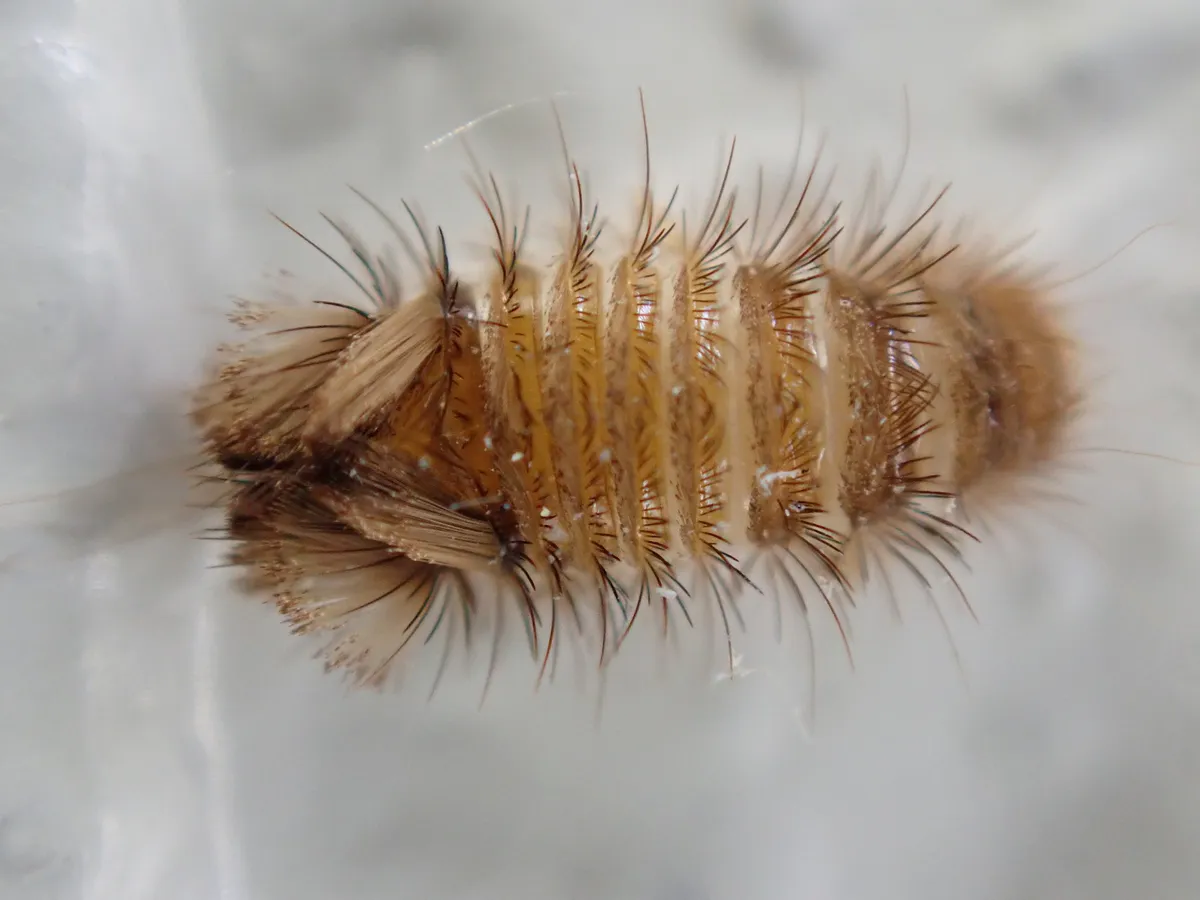 Close-up of a varied carpet beetle larva on a white wall: a banded amber body bristling with long brown hairs, with dense hair tufts at the tail end